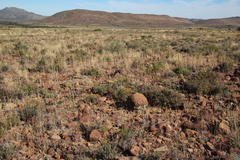 Fingerhuthia africana