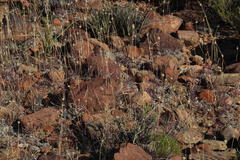 Fingerhuthia africana