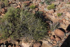 Fingerhuthia africana