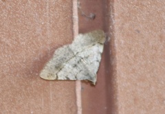 Frederickia flaviterminata