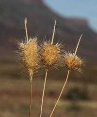 Fingerhuthia africana