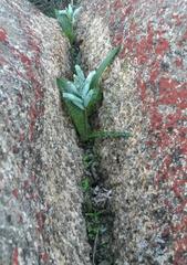 Lachenalia viridiflora