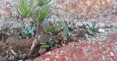Lachenalia viridiflora