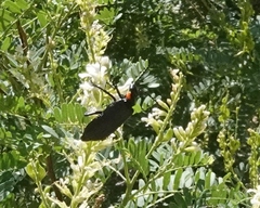 Lytta cribrata
