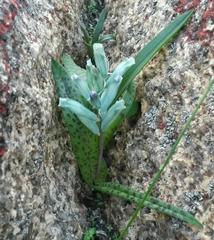Lachenalia viridiflora
