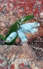 Lachenalia viridiflora