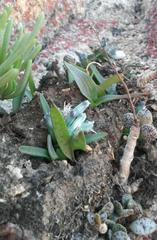 Lachenalia viridiflora