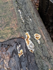 Stereum sanguinolentum