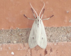 Agaraea semivitrea
