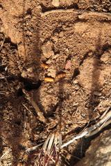Anochetus levaillanti