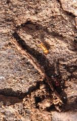 Anochetus levaillanti