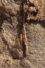 Anochetus levaillanti