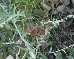 Erynnis meridianus