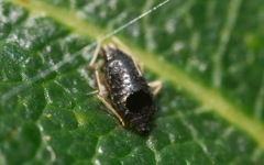 Aphelinidae