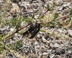 Sphaenothecus bilineatus