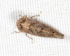 Paraphlepsius tennessus