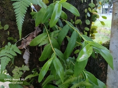 Dendrobium crumenatum
