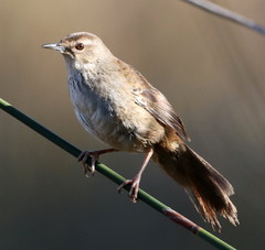 Bradypterus baboecala