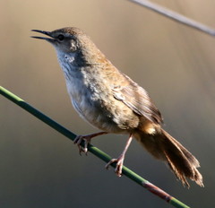 Bradypterus baboecala