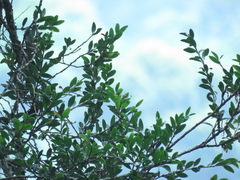 Vaccinium emarginatum