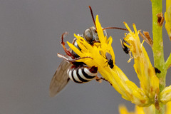 Clypeadon laticinctus