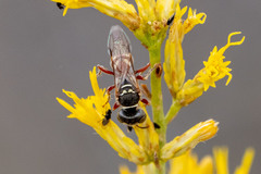 Clypeadon laticinctus