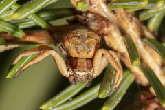 Xysticus punctatus