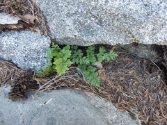 Cryptogramma acrostichoides