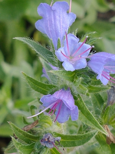 Echium vulgare