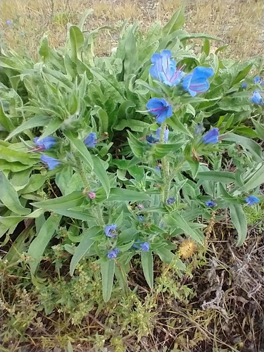 Echium vulgare