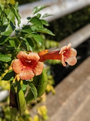 Campsis radicans