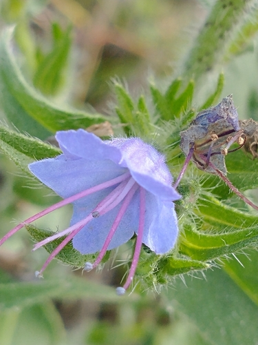 Echium vulgare