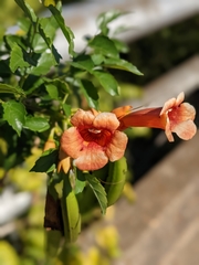 Campsis radicans