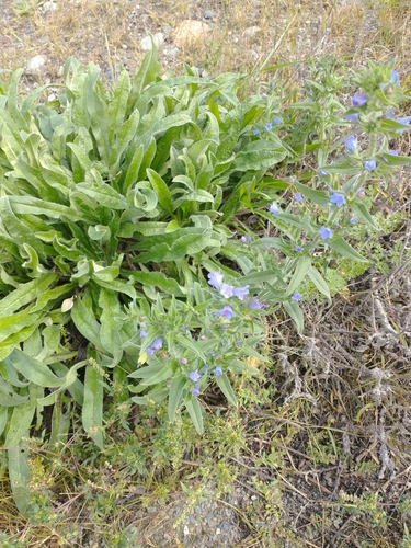 Echium vulgare