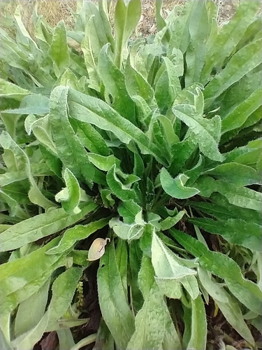 Echium vulgare