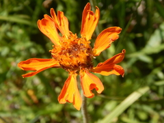 Raillardella pringlei