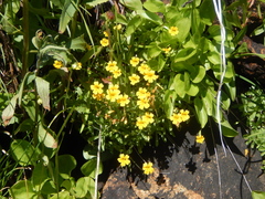 Erythranthe linearifolia