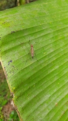 Hexatoma ferruginosa