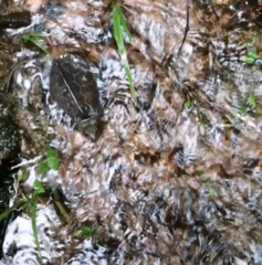 Platysternon megacephalum