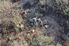 Moraea polystachya