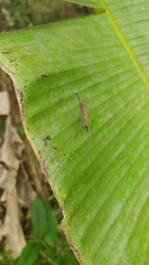 Hexatoma ferruginosa