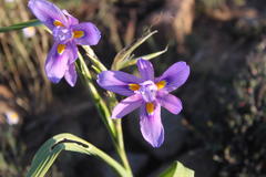 Moraea polystachya