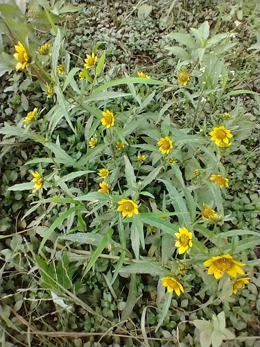 Nodding beggartick (Bidens cernua)
