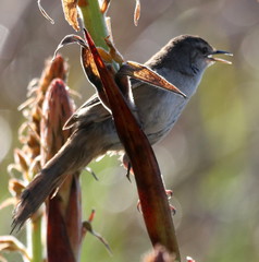 Bradypterus baboecala