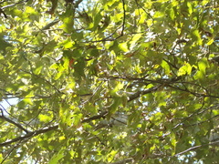 Setophaga castanea