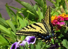 Papilio multicaudata