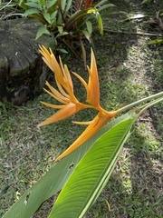 Heliconia psittacorum × spathocircinata