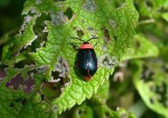 Asphaera abdominalis