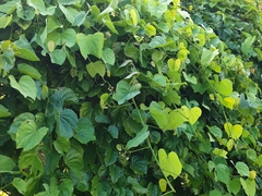 Phanera macrostachya