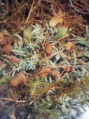 Philonotis scabrifolia
